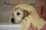 SECHAGE - GOLDEN RETRIEVER 015